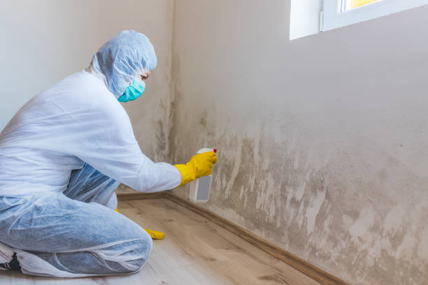 Black mold inspection in Lykens