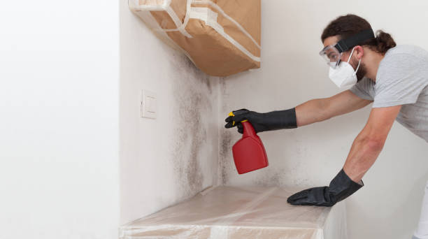 Basement Mold Remediation treatment on basement walls in Lykens